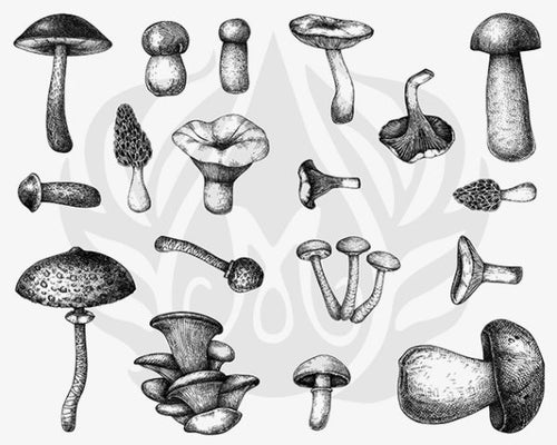 Designer Silkscreen Mushrooms - Mayco DSS-0165
