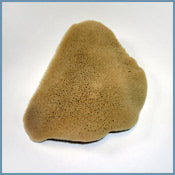 Elephant Ear Sea Sponge 3.5-4"