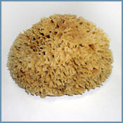 Wool Sponge 4-4.5"