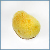 Caribbean Silk Sponge 3